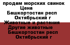 продам морских свинок › Цена ­ 1 000 - Башкортостан респ., Октябрьский г. Животные и растения » Другие животные   . Башкортостан респ.,Октябрьский г.